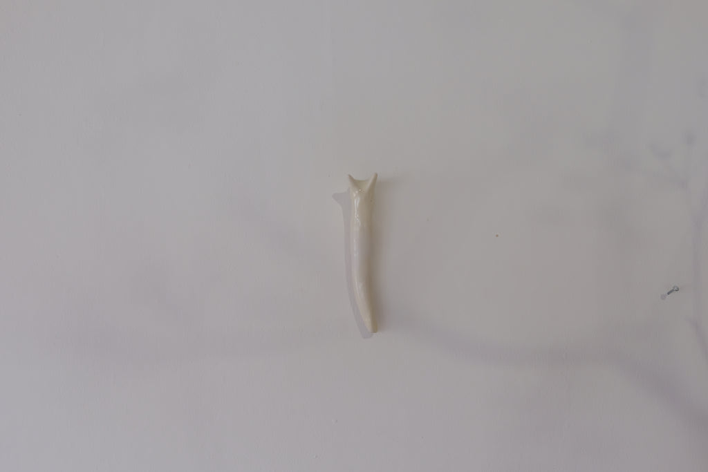 wall snail