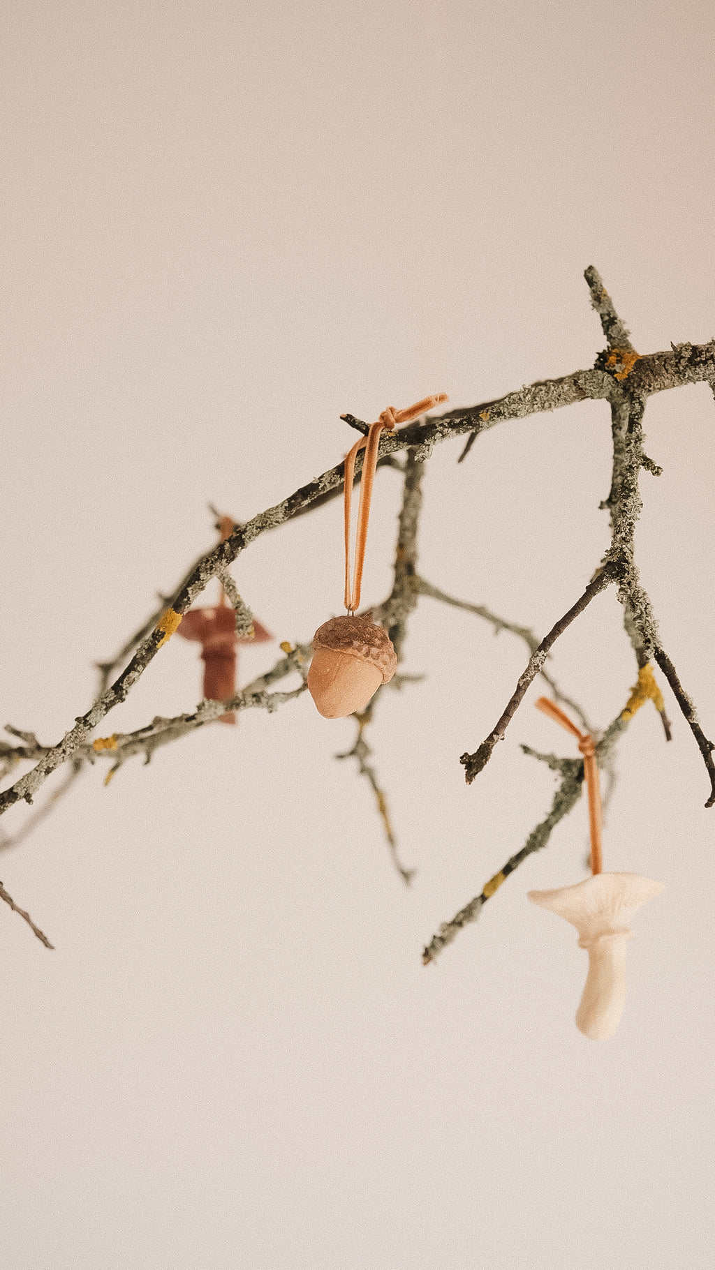 acorn
