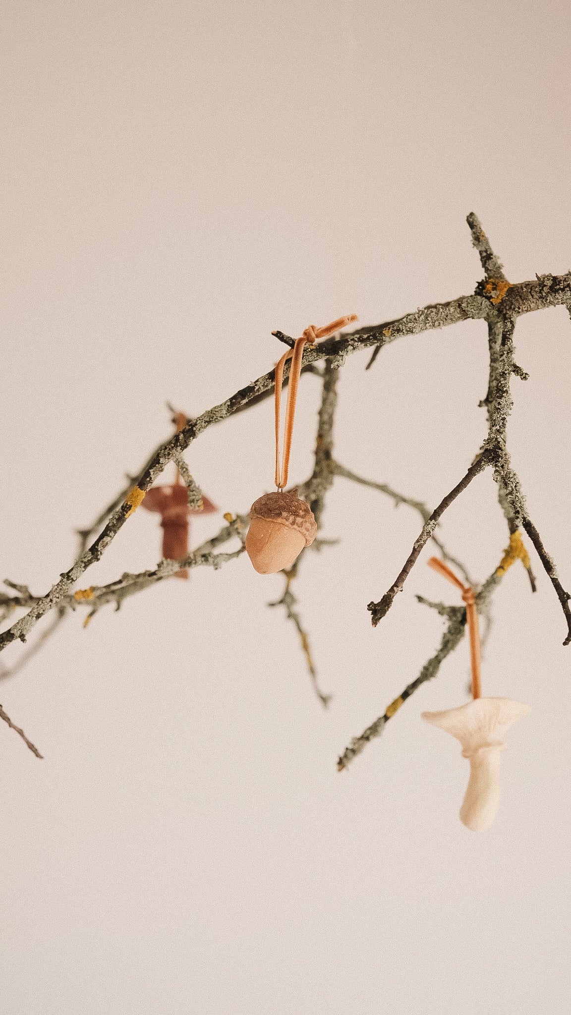 acorn