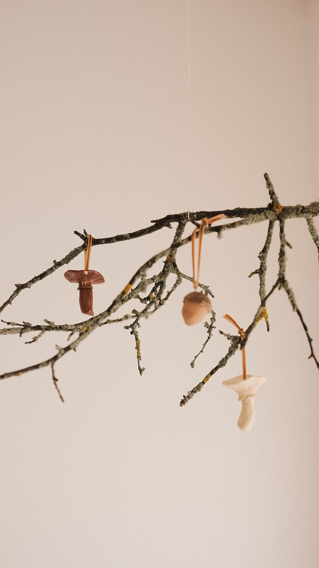 acorn