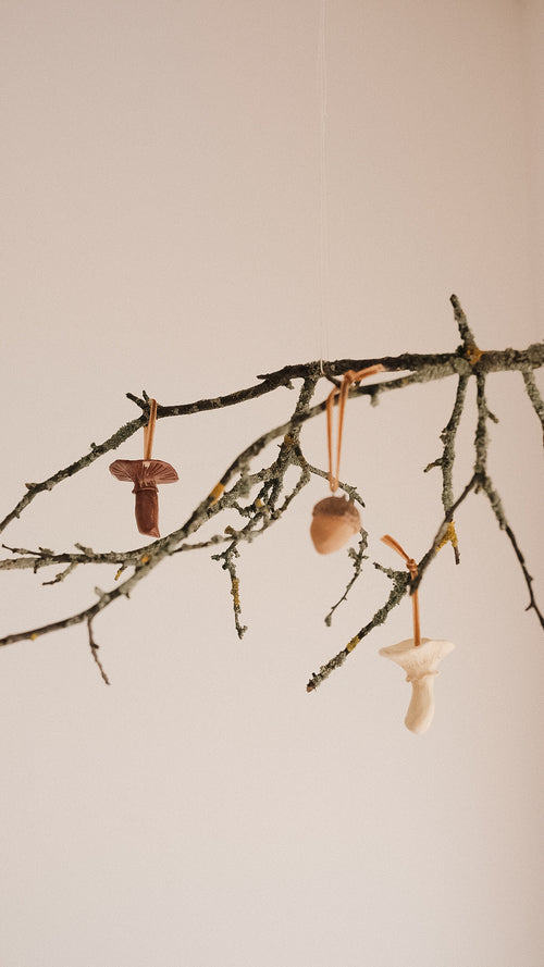 acorn