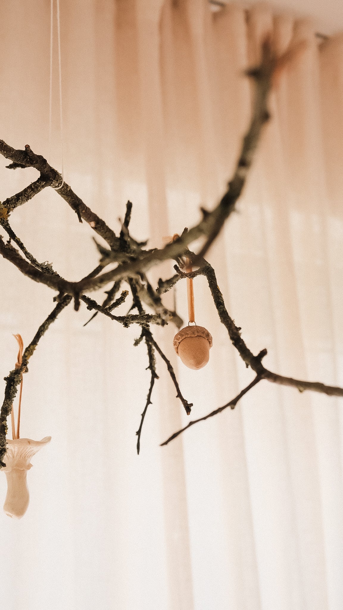 acorn