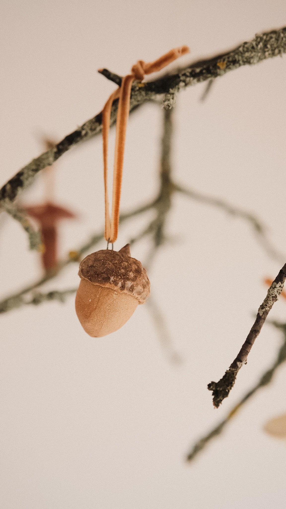 acorn