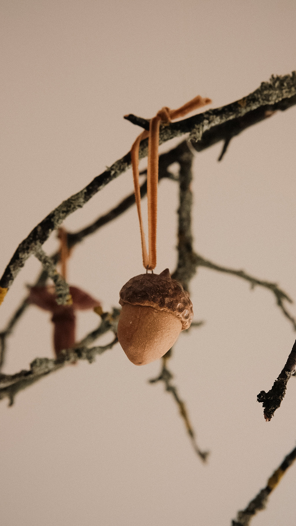 acorn