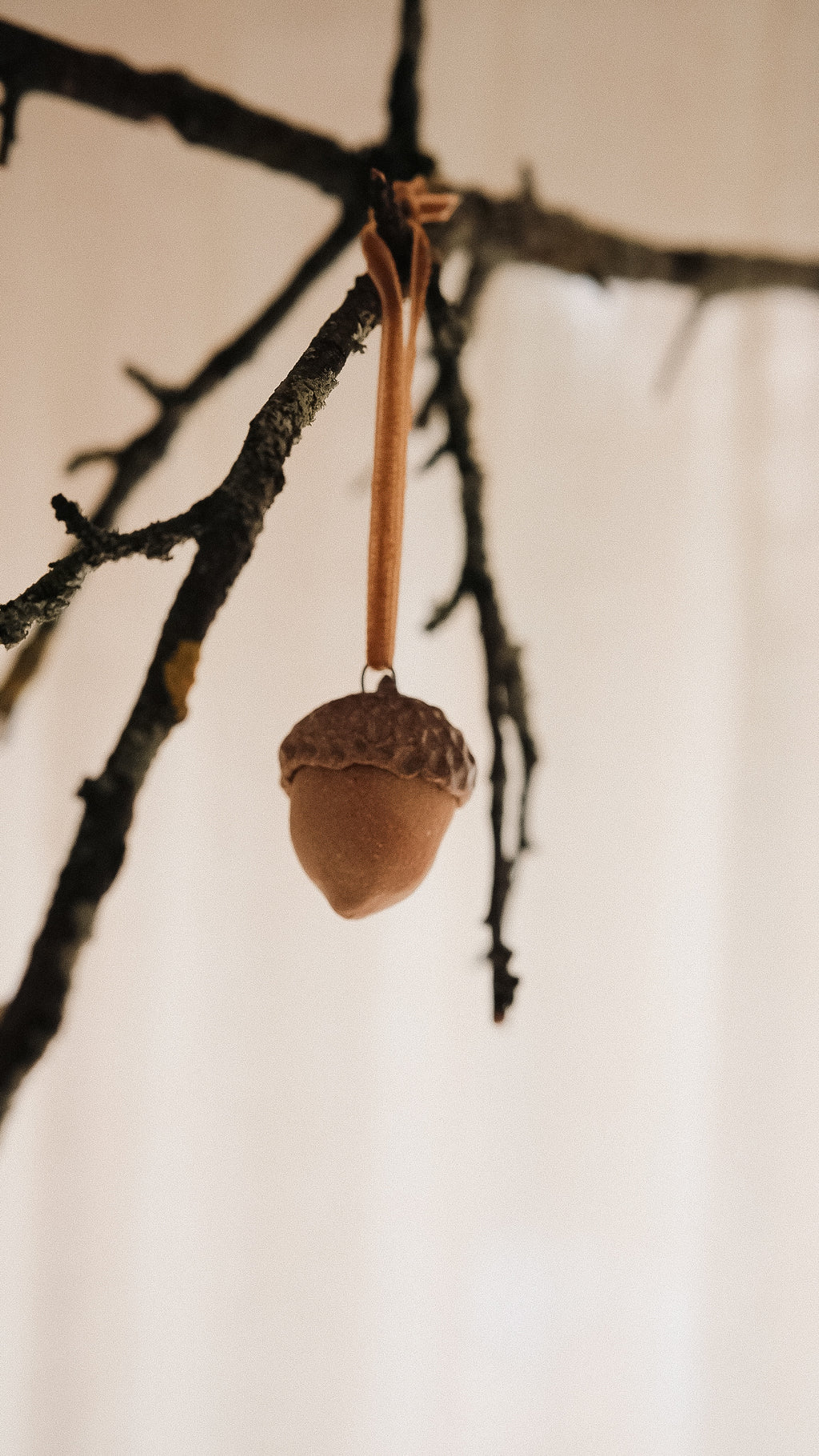 acorn