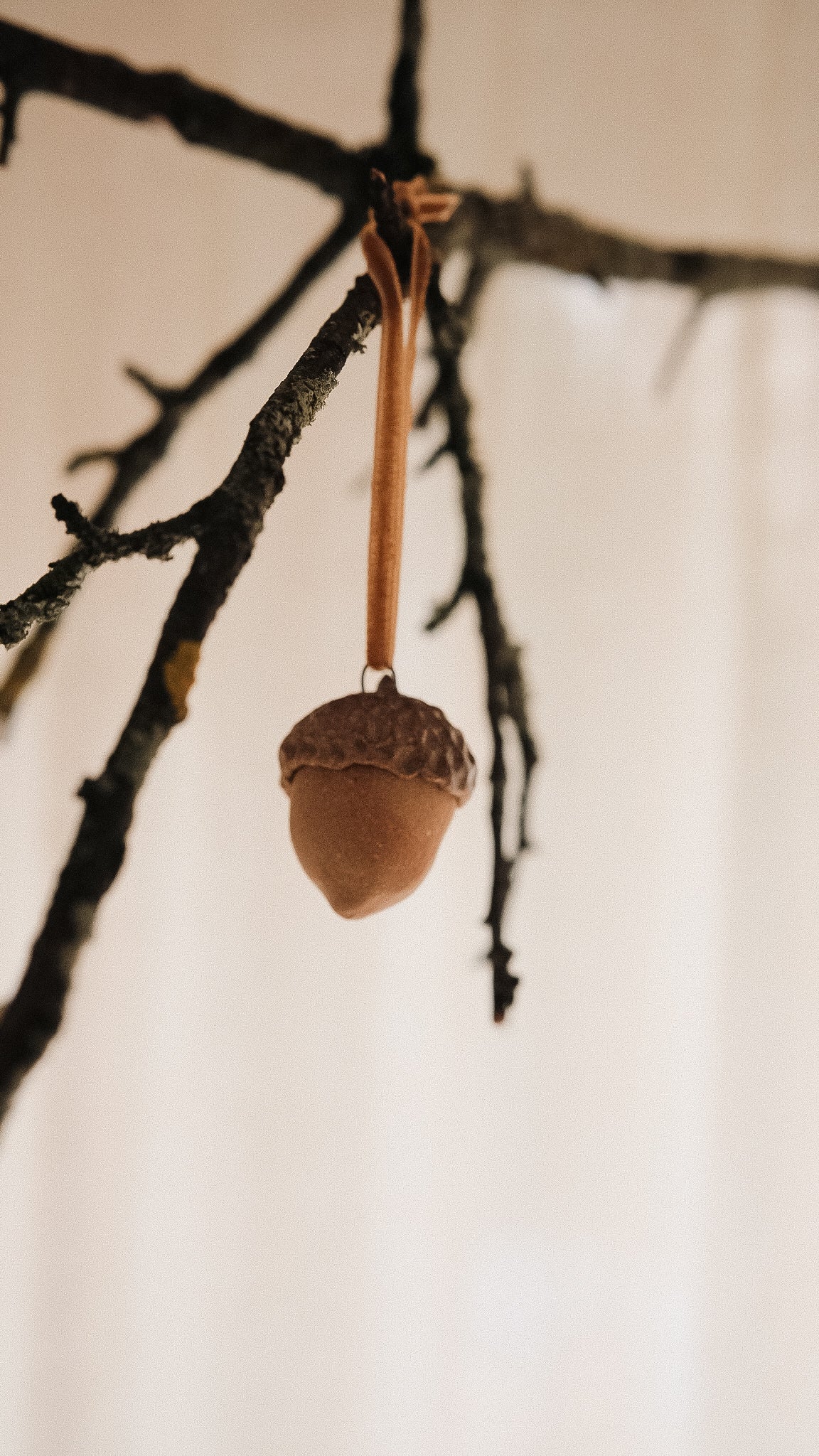 acorn